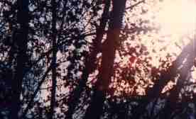 sun through 
trees